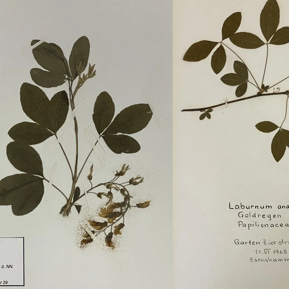 Herbarien gegen das Insektensterben?