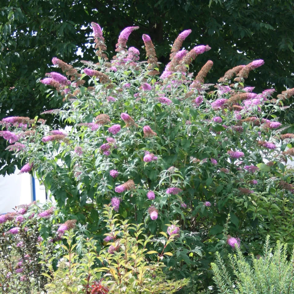 Verkrüppelte, gelbscheckige Blätter an Schmetterlingsflieder