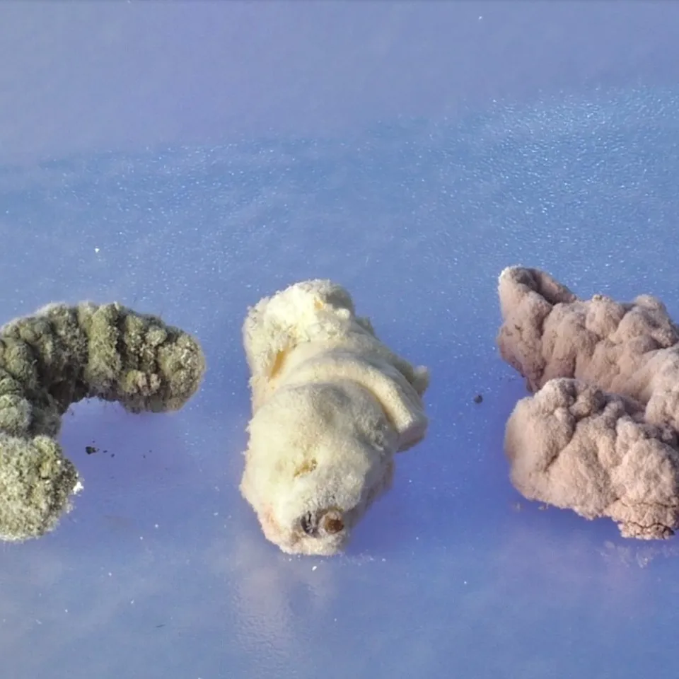 Pilze gegen Schadinsekten