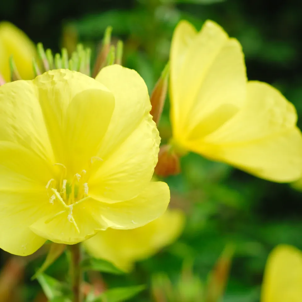 Die Nachtkerze ist „Heilpflanze des Jahres 2026“