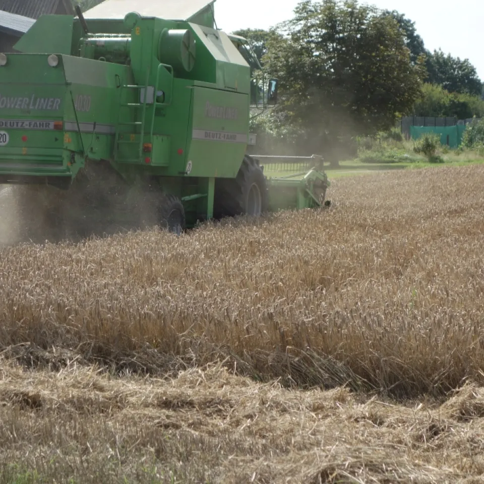 FAO-Prognose: Klimawandel lässt weltweit Anbauflächen schrumpfen