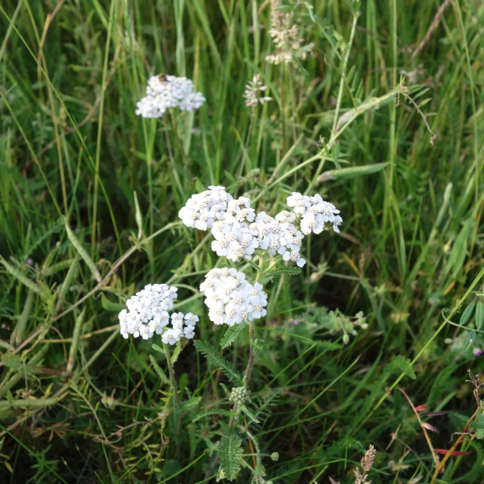 Die Schafgarbe ist „Arzneipflanze des Jahres 2025“