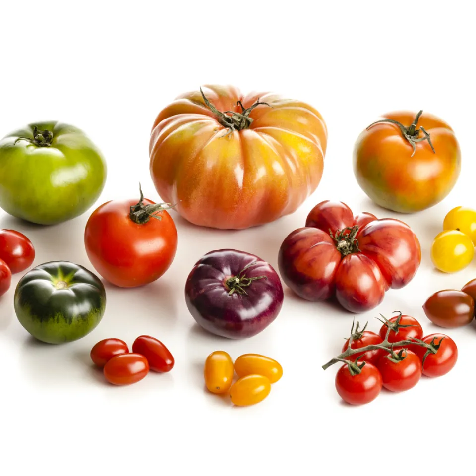 Tomate: Von der Zierpflanze zum beliebtesten Gemüse