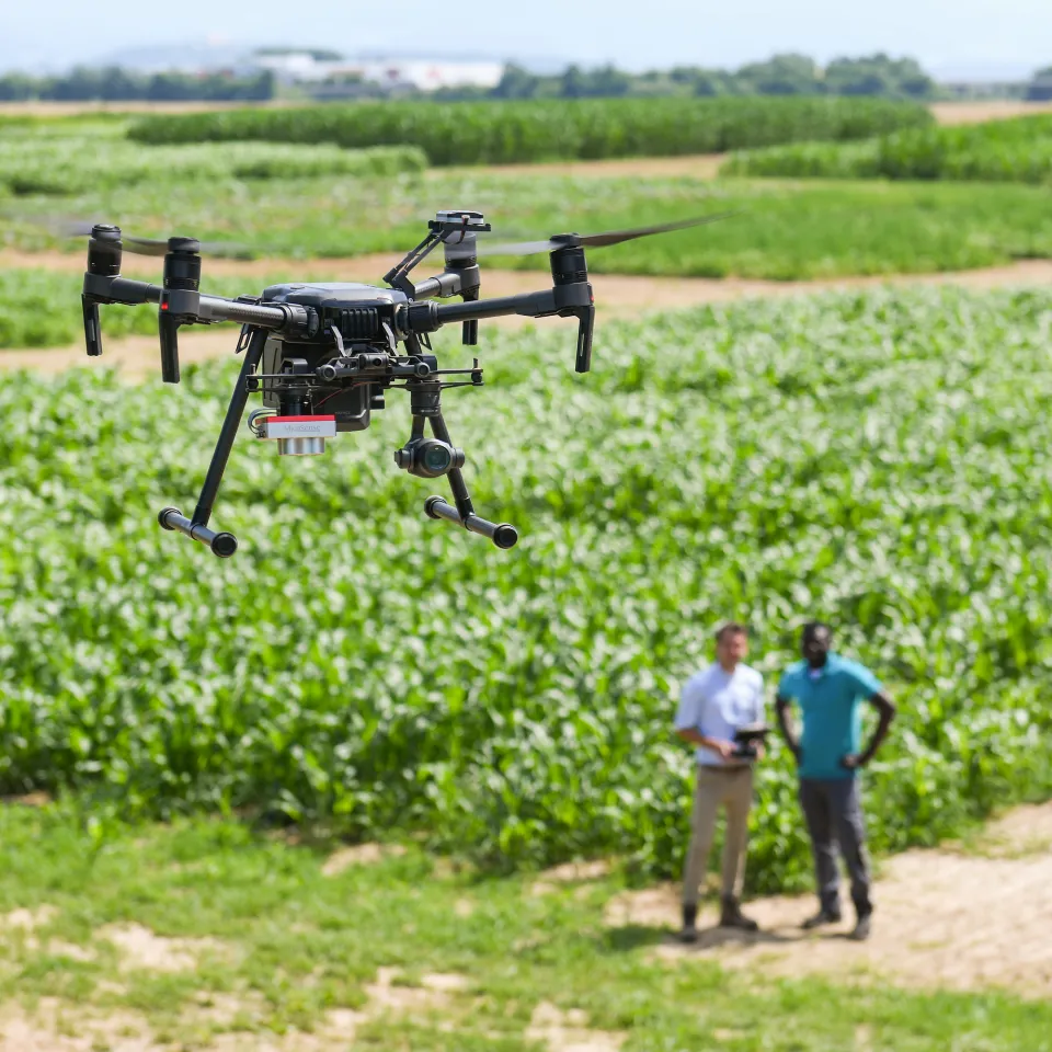 Drohnen und KI gegen Unkraut
