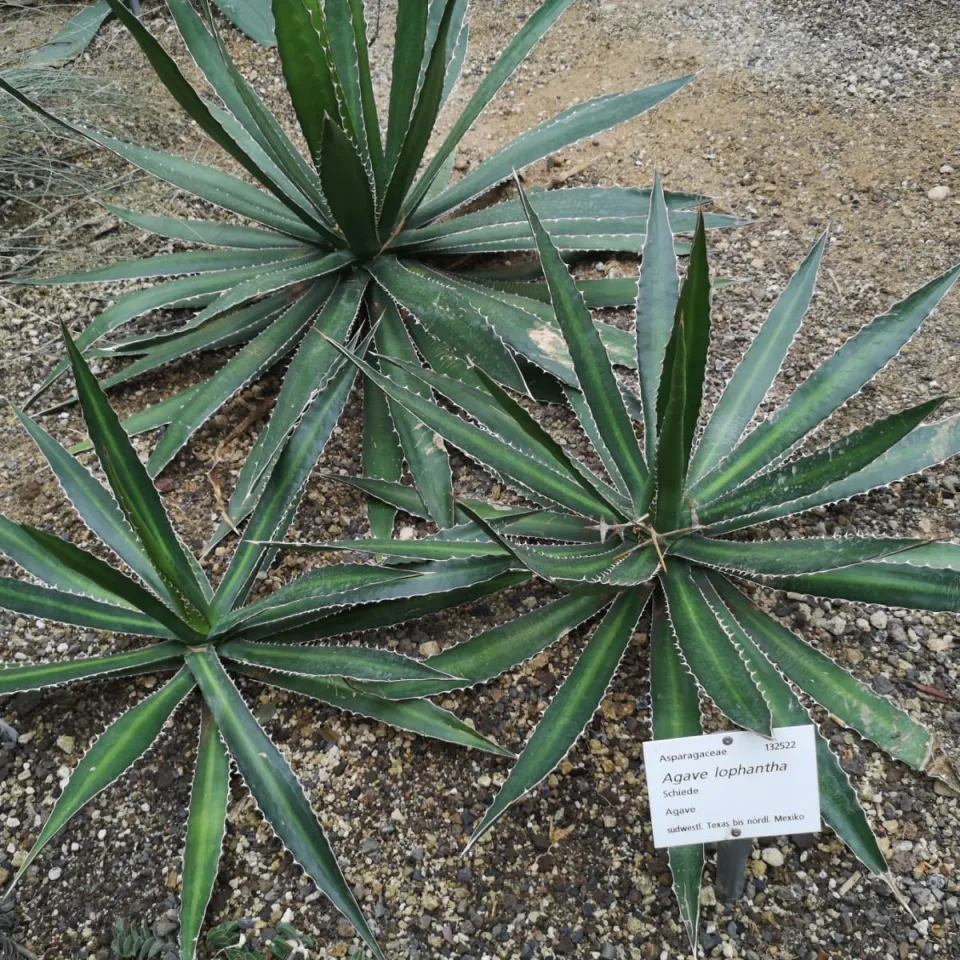 Agaven – vielseitige Pflanzen