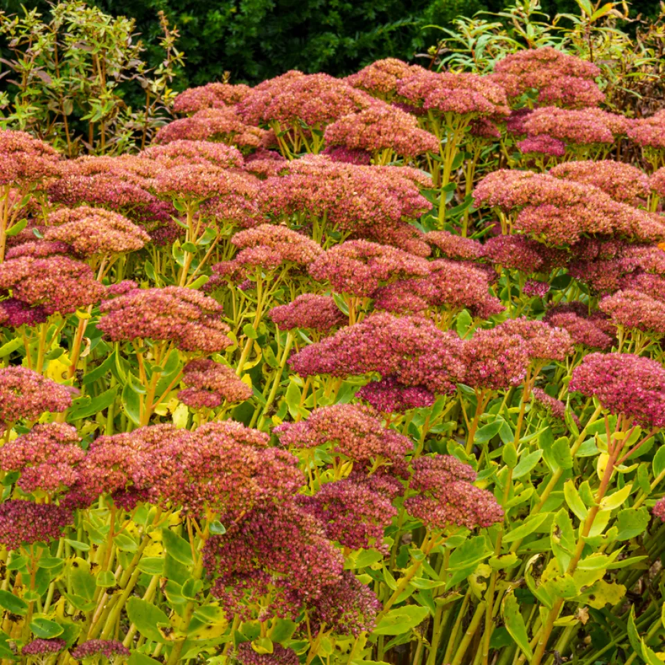 Fetthennen vermehren