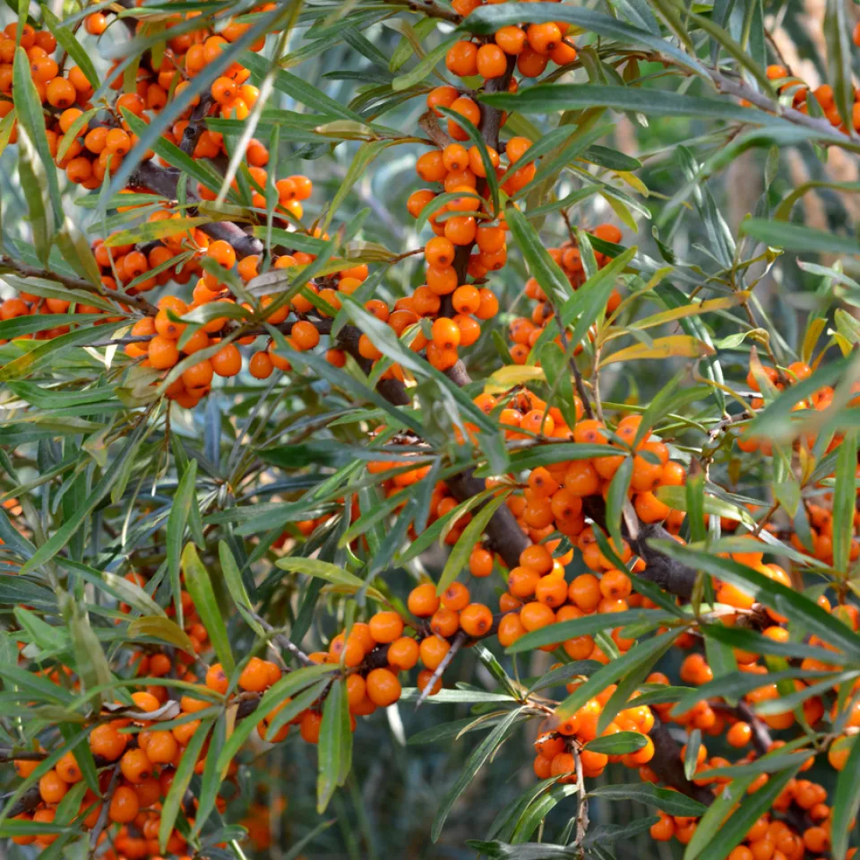 Sanddorn pflanzen und pflegen