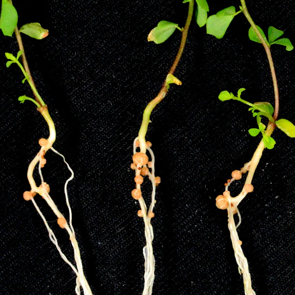 Der Pflanzen-Türsteher