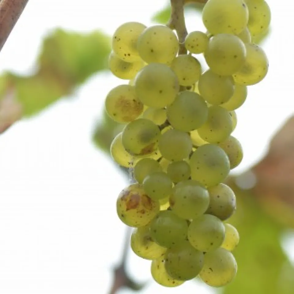 Emscher –  Grünes Licht für Weißwein aus dem Ruhrrevier