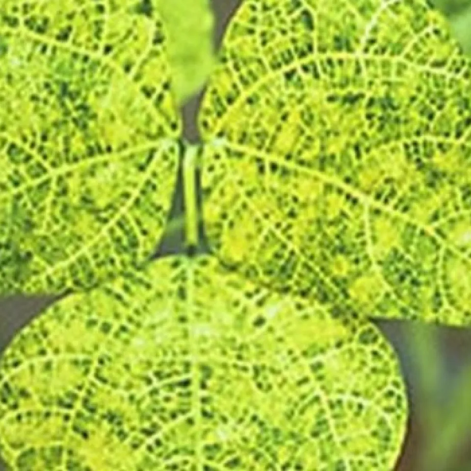 Transgene Bohne bald in Brasilien im Anbau