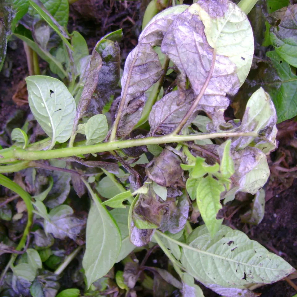 Ein Schadpilz schreibt Geschichte