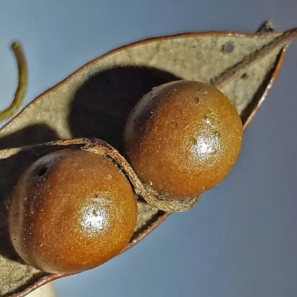 Schlingfaden hat es auf Gallwespen abgesehen