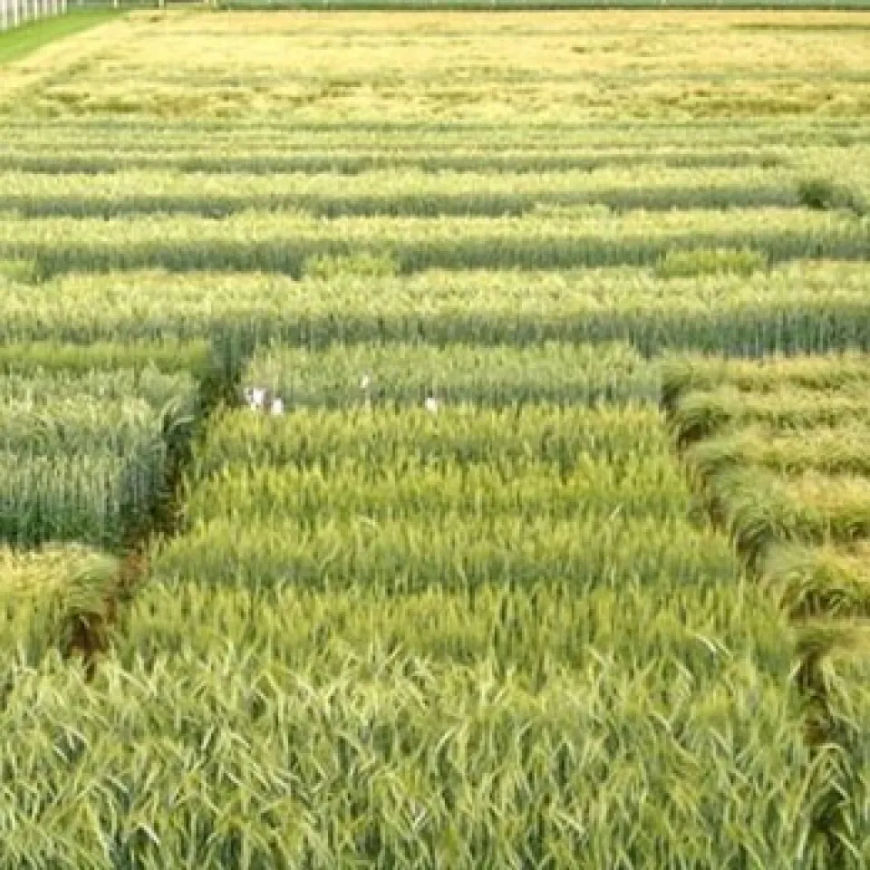 Schweizer Gentechnik-Forschung in Reckenholz