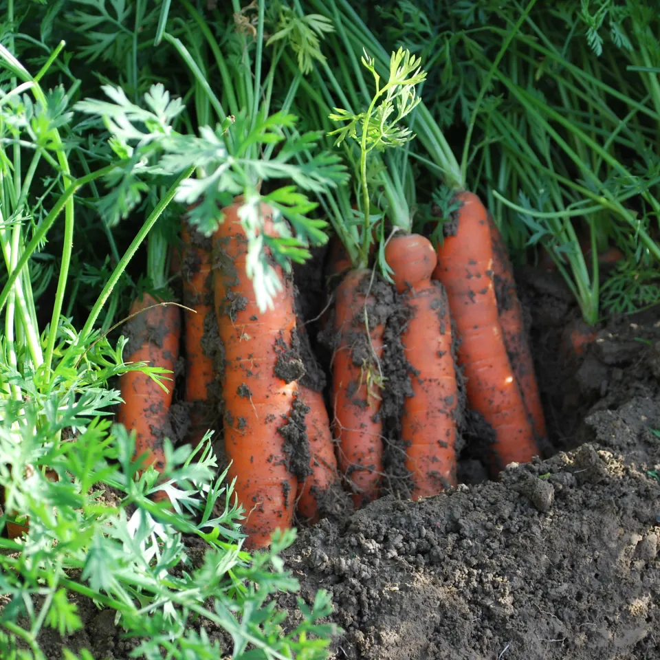 Möhren richtig lagern
