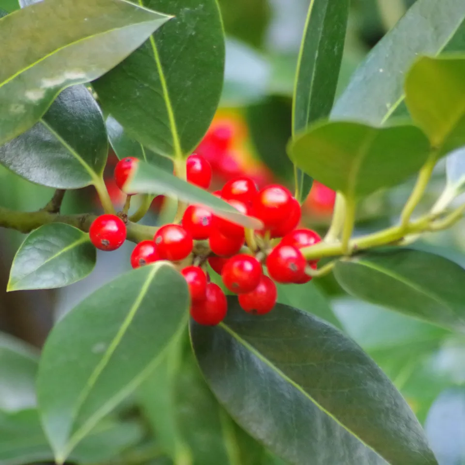 Aufruf zur Wahl der "Giftpflanze des Jahres 2017"