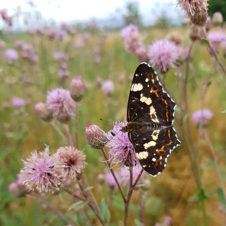 Die Acker-Kratzdistel