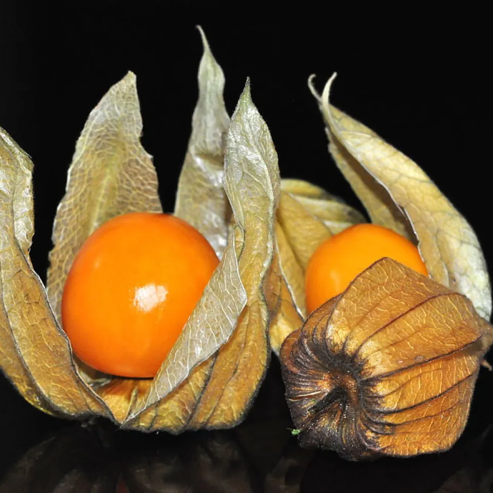 Physalis: Gewinnerin des Klimawandels