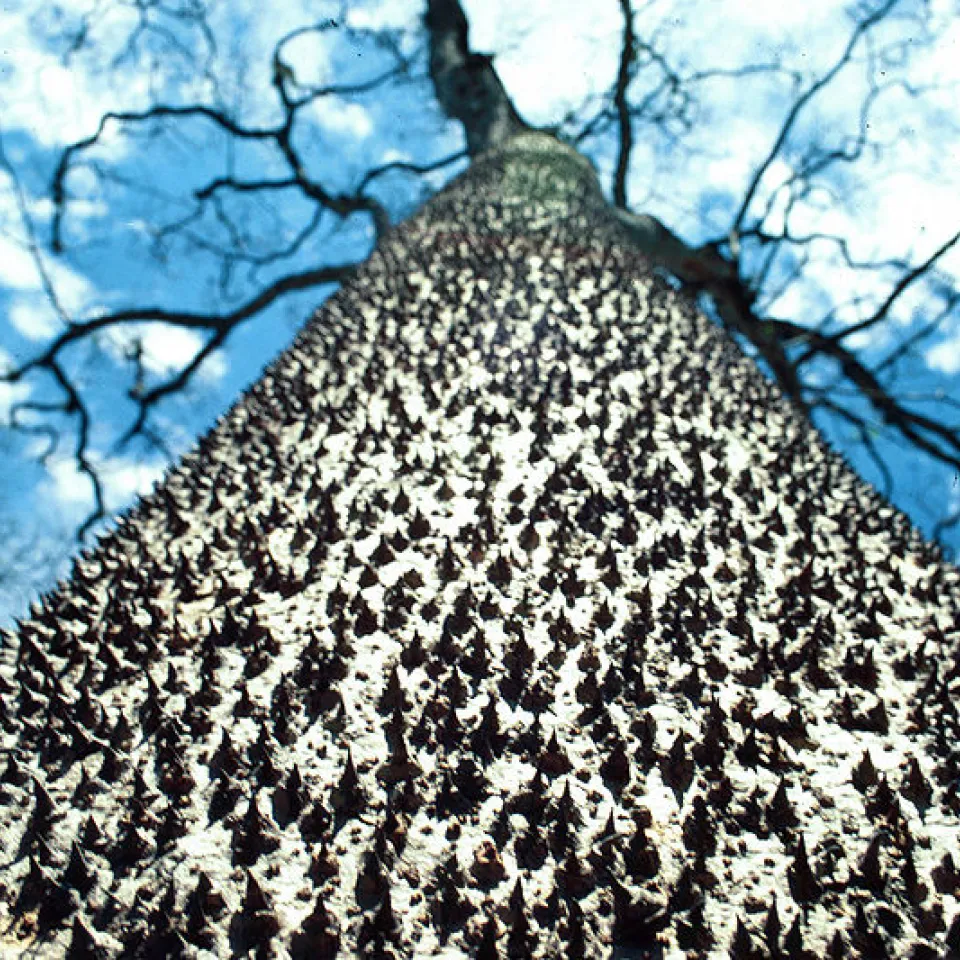 Wehrhaft bis in die Spitzen