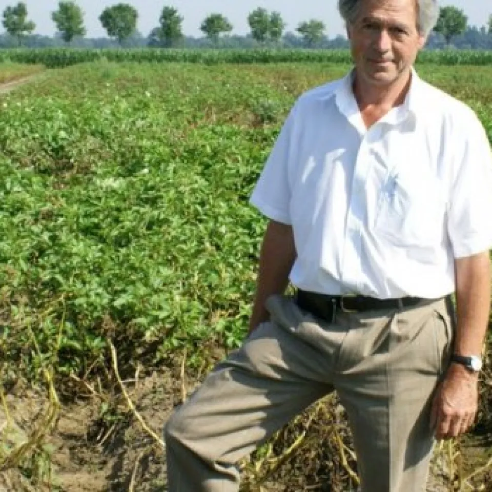 Cisgene Kartoffeln im Schweizer Freilandversuch