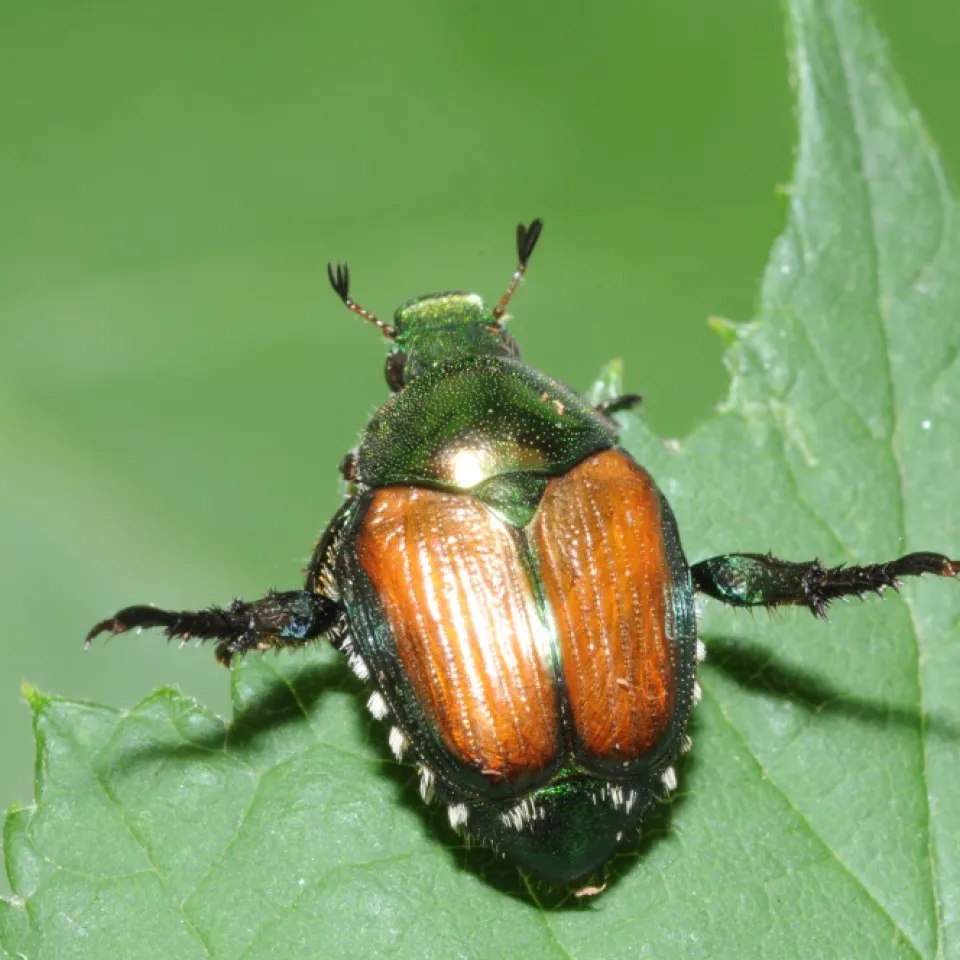 Japankäfer: Invasiver Schädling seit 100 Jahren auf dem Vormarsch