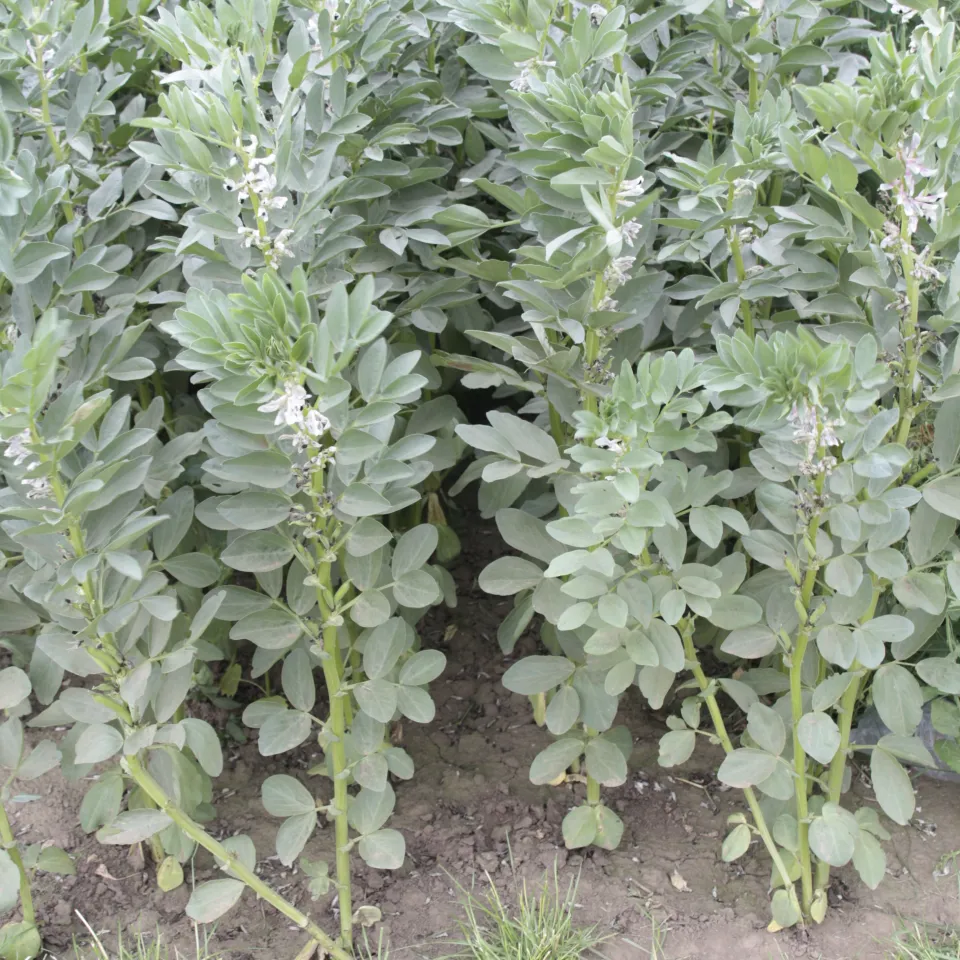 Die Ackerbohne - bekannt und auch verkannt