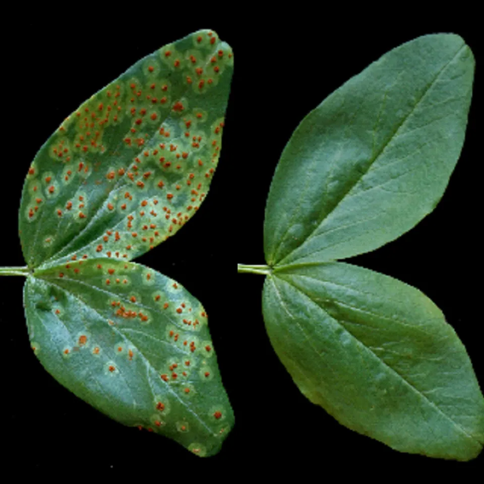 Aus dem Medizinschränkchen aufs Feld