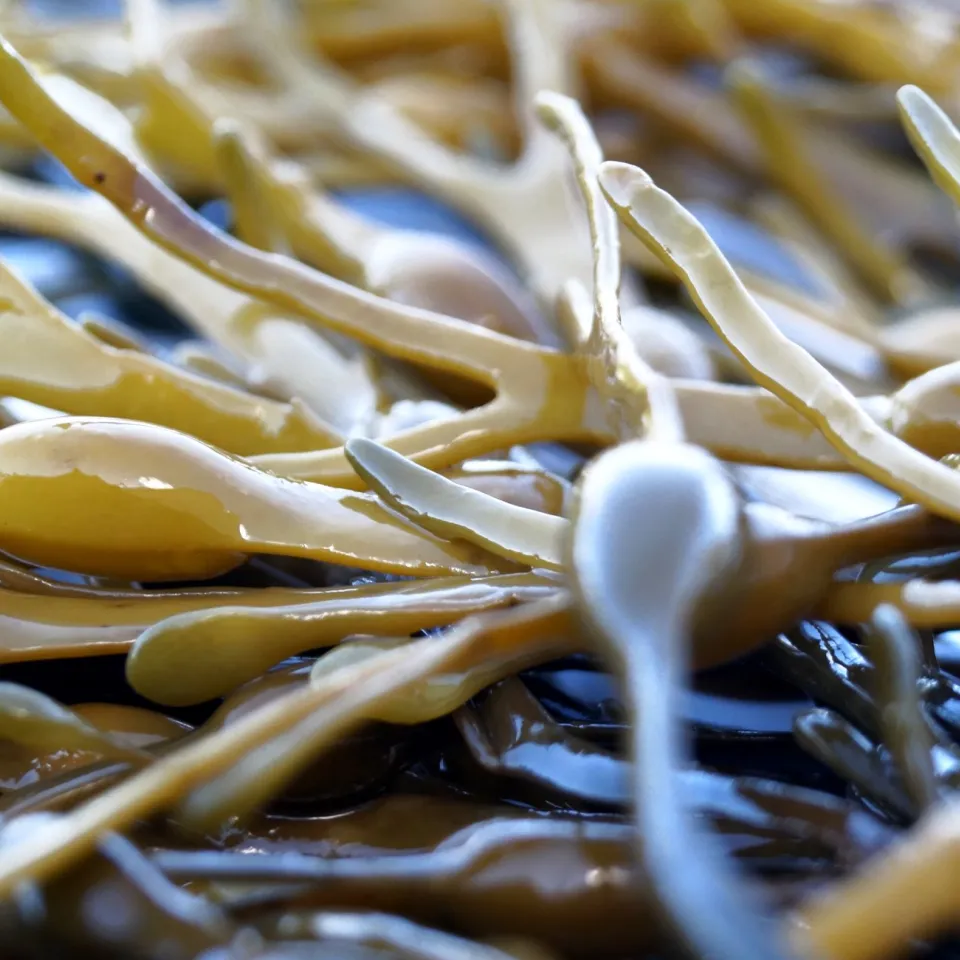 Biostimulanzien: zwischen Pflanzenschutz und Düngung