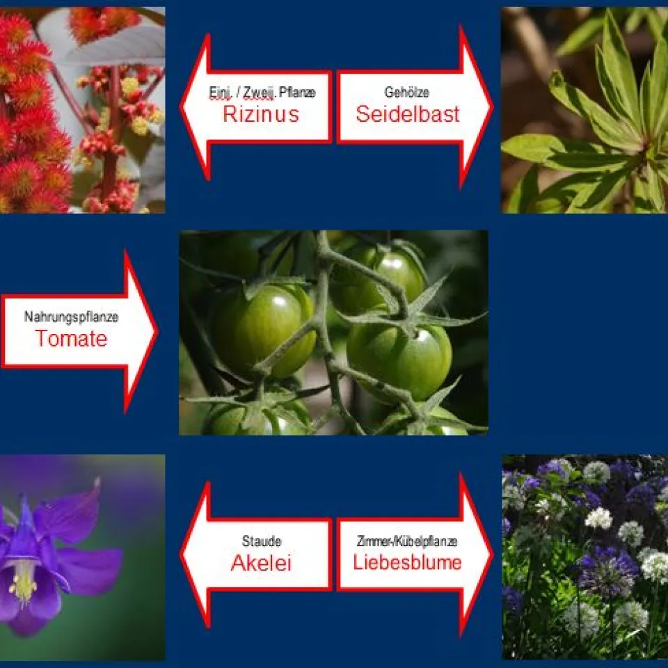 Aufruf zur Wahl der "Giftpflanze des Jahres 2018"