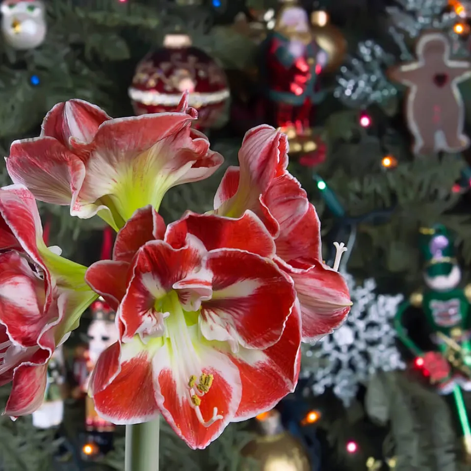 Die Amaryllis ist eigentlich ein Ritterstern