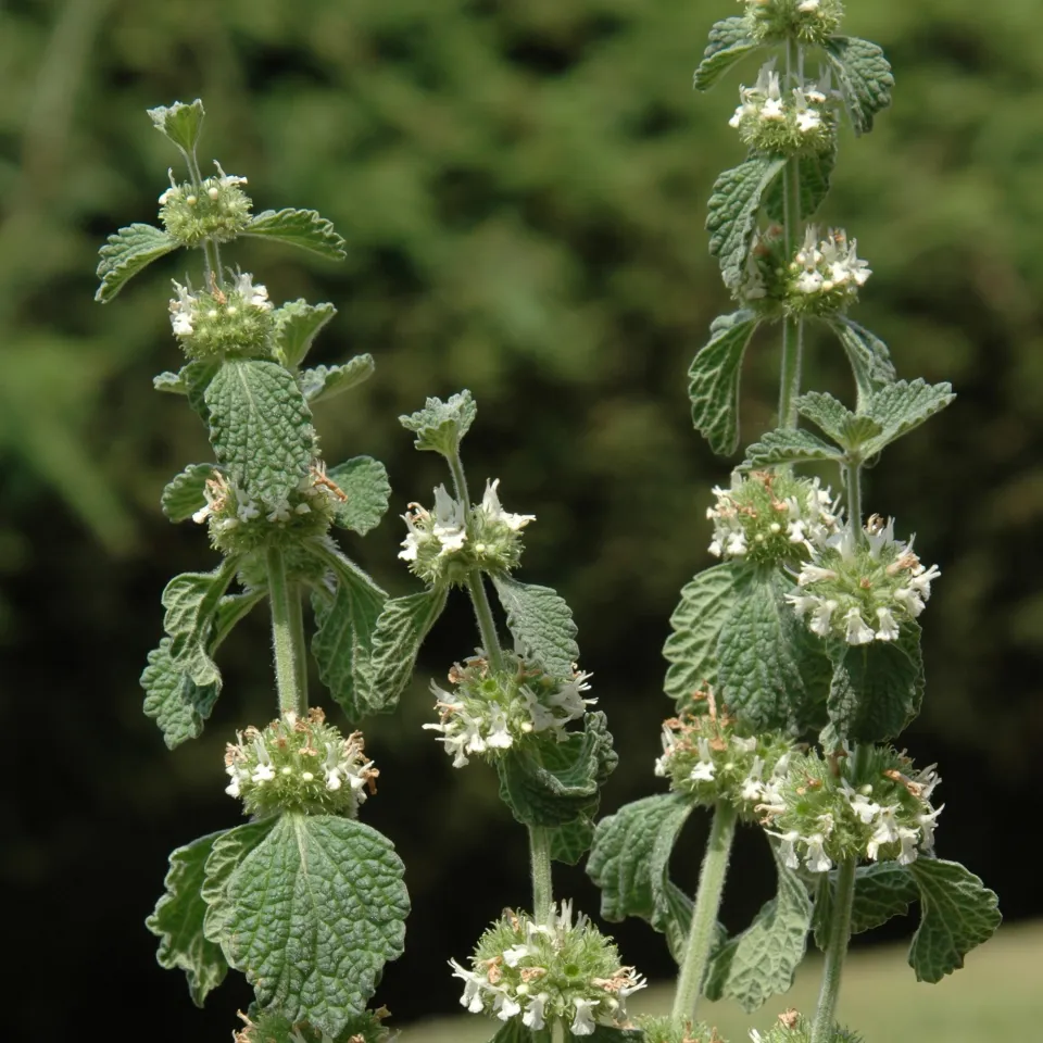Andorn ist "Arzneipflanze des Jahres 2018"