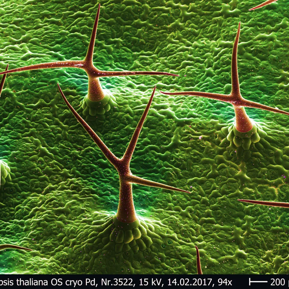 Friss mich und ich stech dich