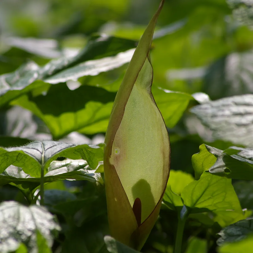 Wahl der "Giftpflanze des Jahres 2019"