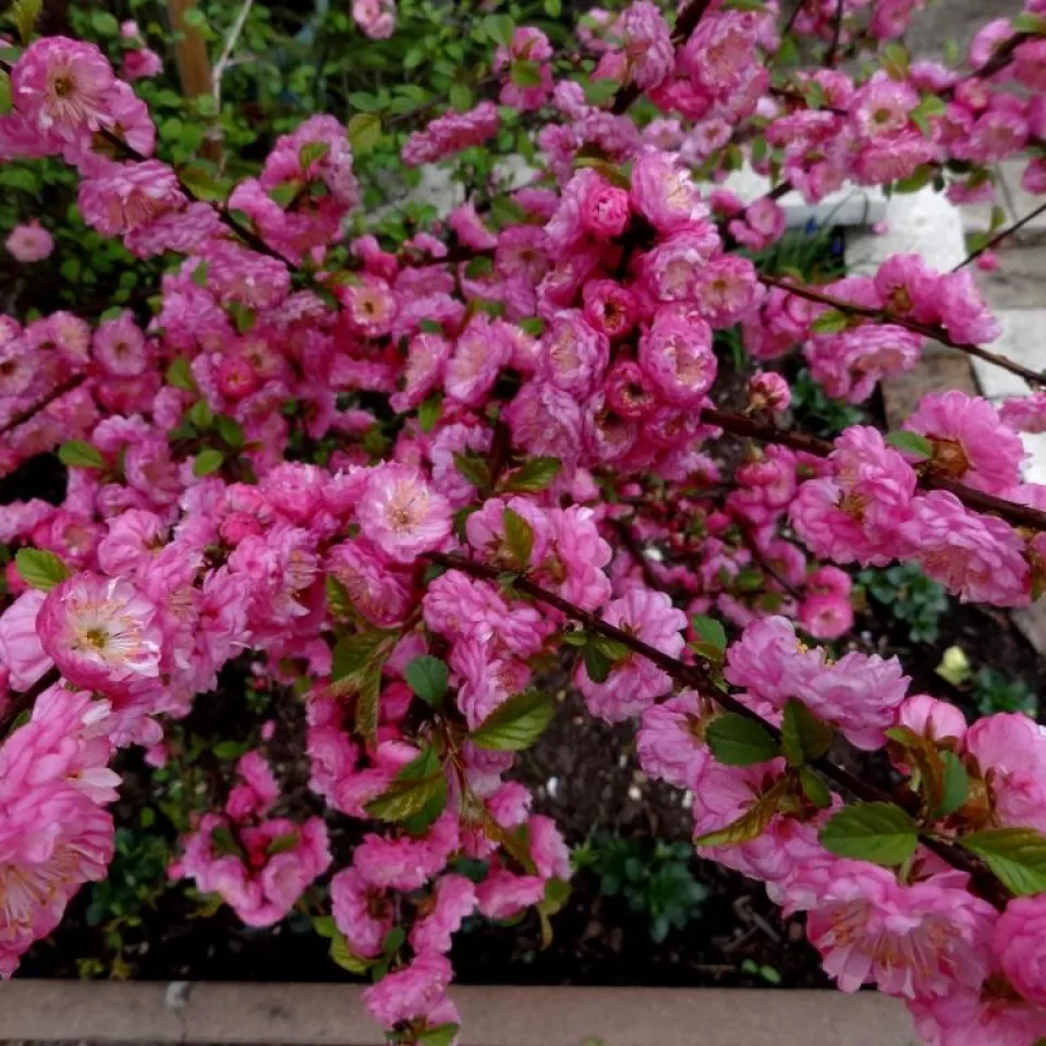 Schäden an Mandelbäumchen