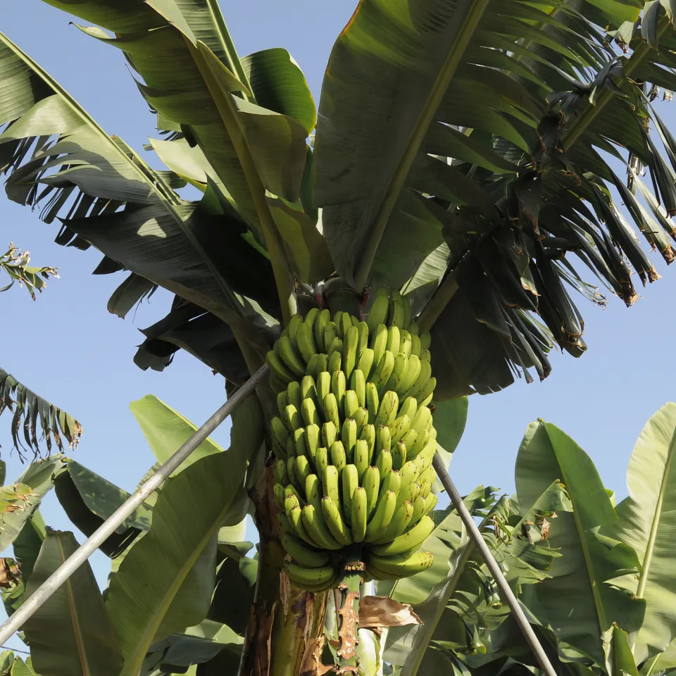 Verbreitung der Panama-Krankheit bei Bananen