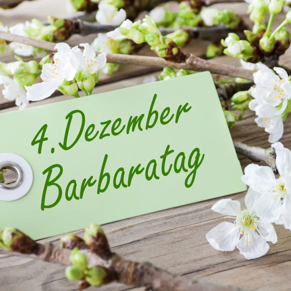 Blütenwunder an Weihnachten