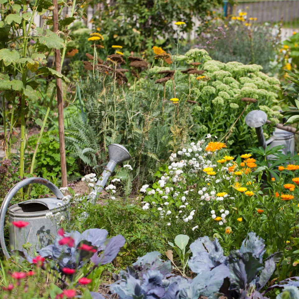 Serie: Querbeet durch Haus und Garten