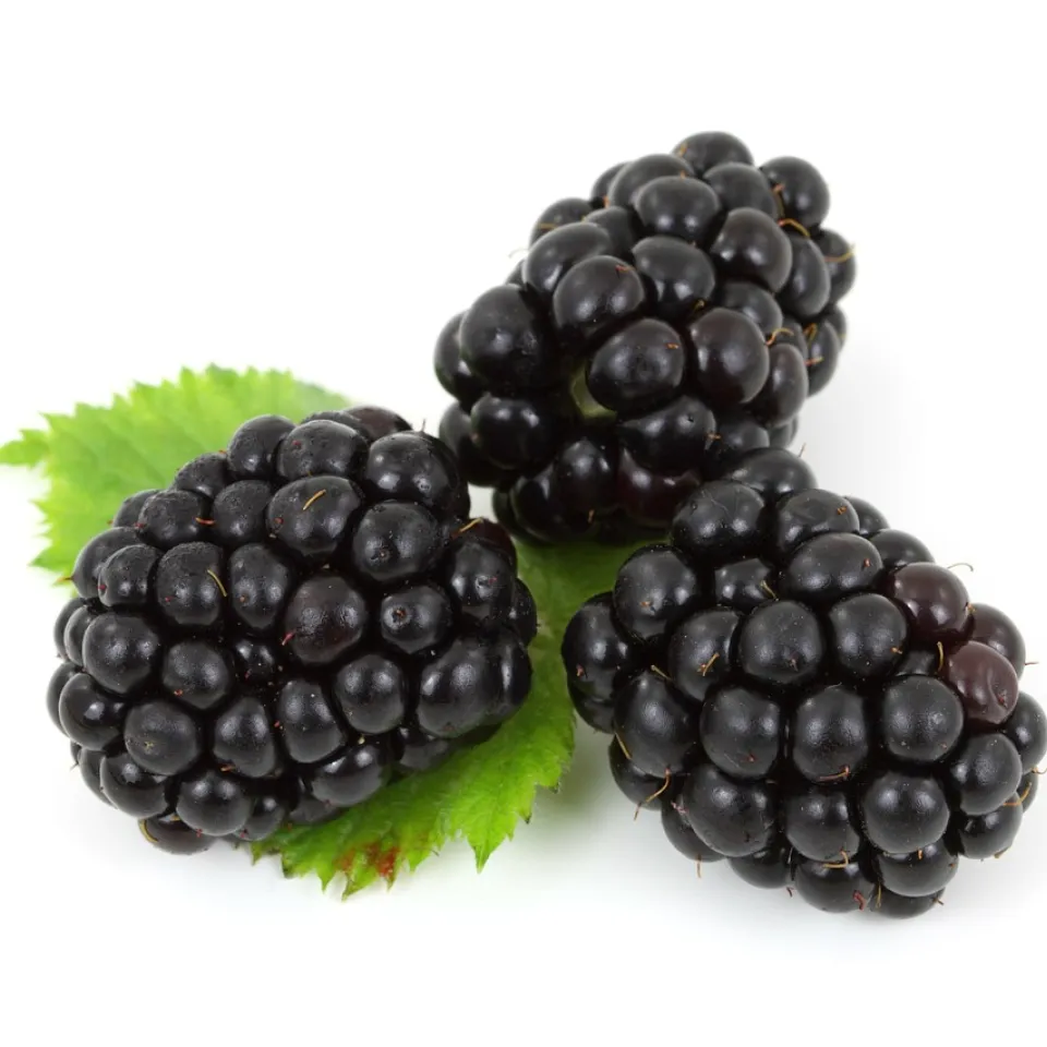 Brombeeren: empfindlicher Leckerbissen