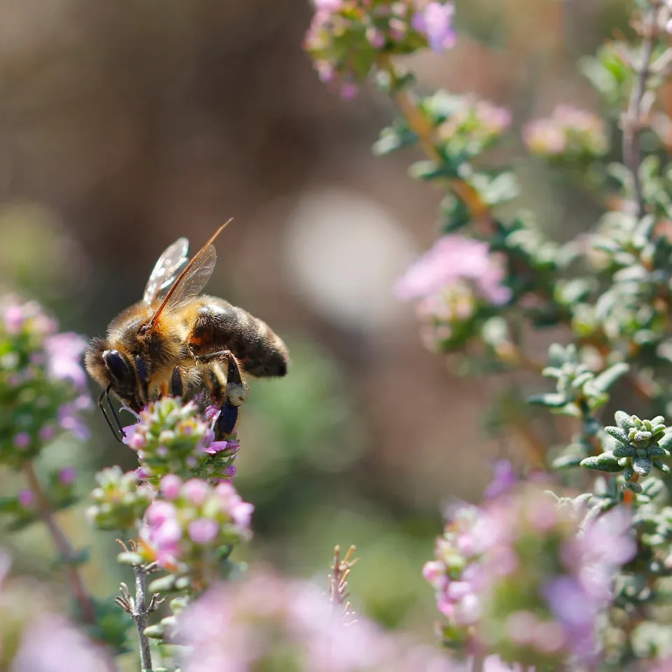 Pflanzenschutz mit Augenmaß