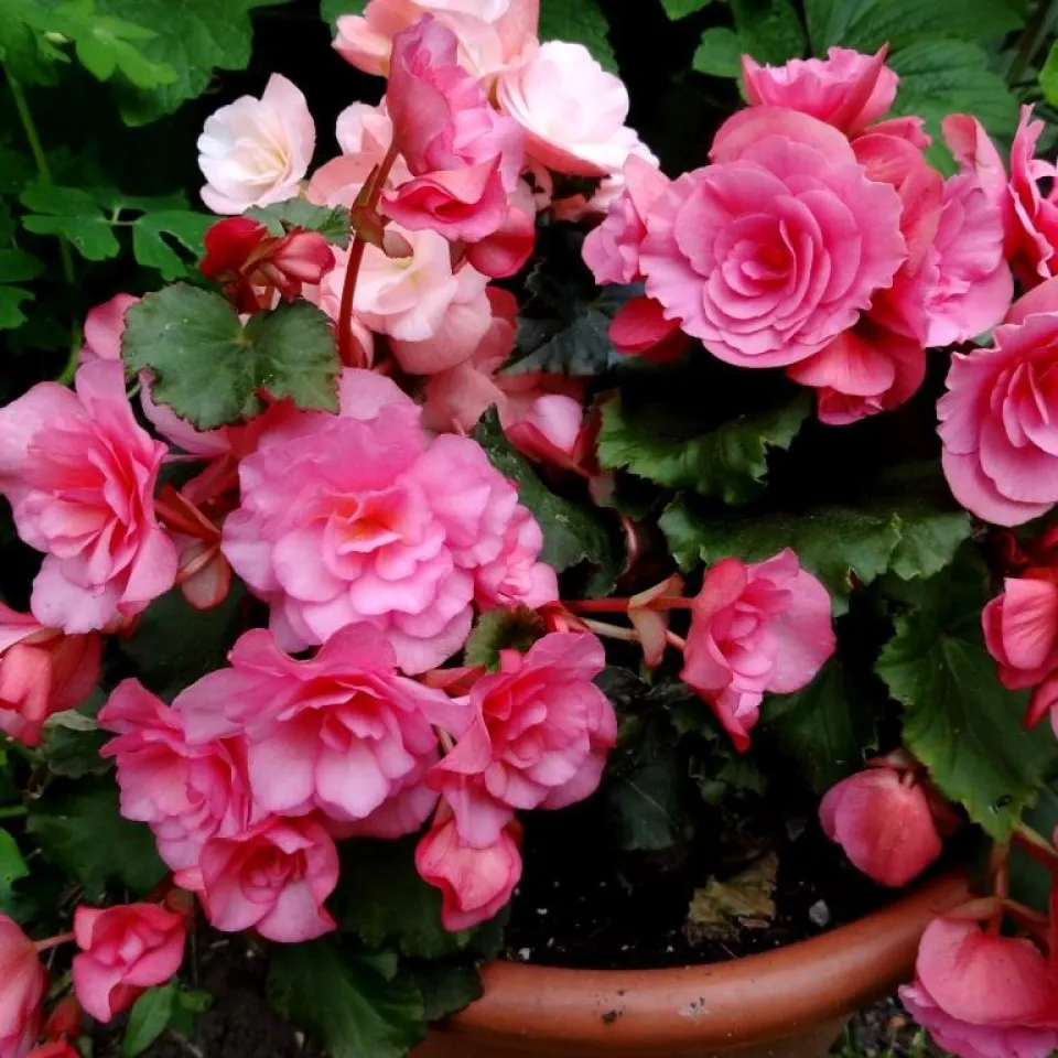 Serie: Querbeet durch Haus und Garten