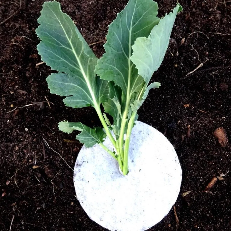 Fliegenmaden fressen in Gemüseblättern