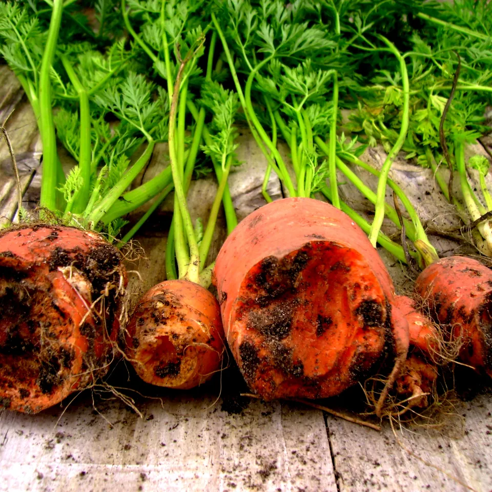 Tunnelbauer im Garten nicht willkommen - Teil 2