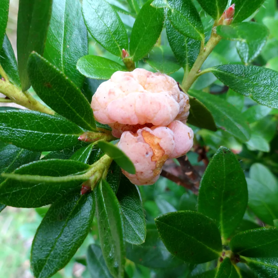 Schäden an Rhododendron