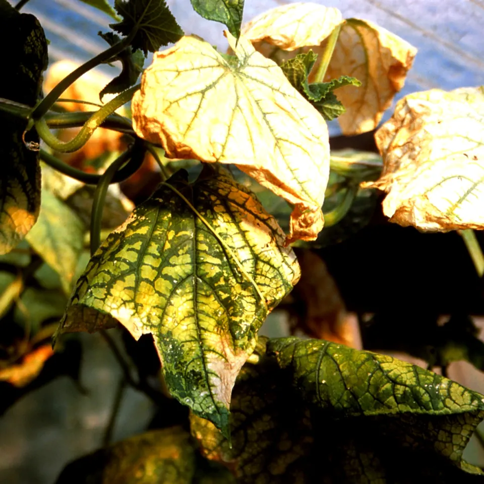 Gurken im Kleingewächshaus gesund erhalten