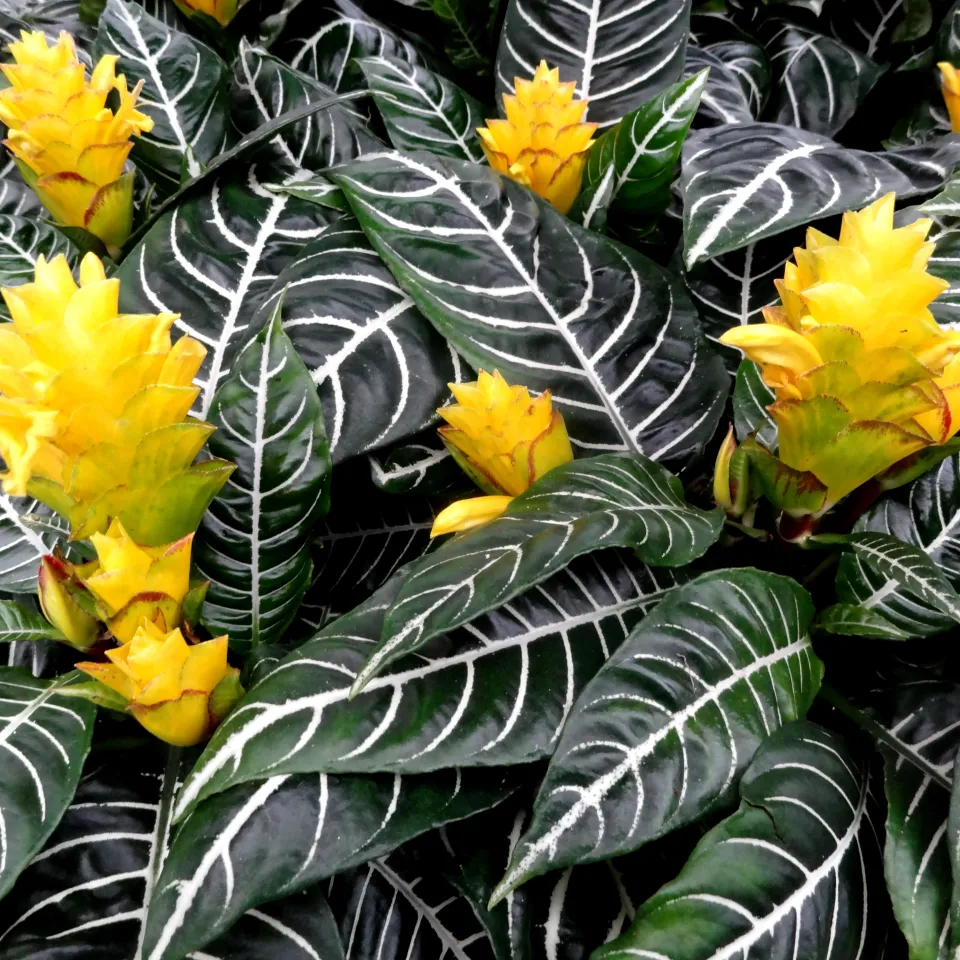 Zimmer- und Kübelpflanzen zeigen Entwicklungsstörungen