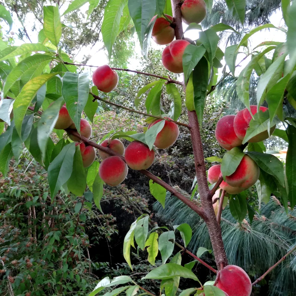 Wenn Schorf und Schrotschuss den Pfirsich heimsuchen