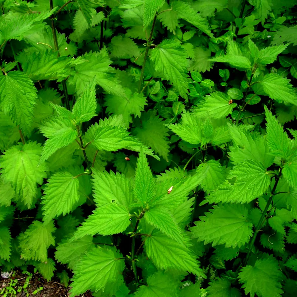 Große Brennnessel: nützlich, manchmal unbeliebt