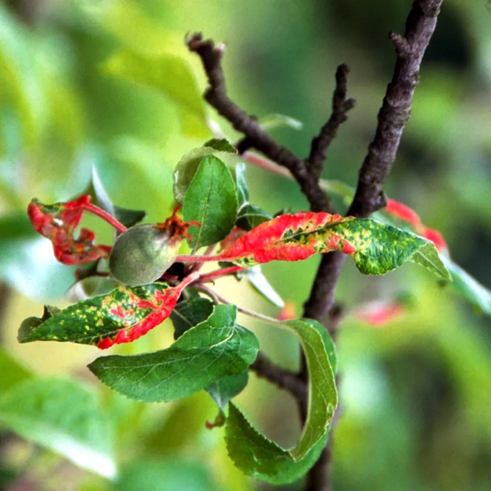 Neue Serie: Querbeet durch Haus und Garten