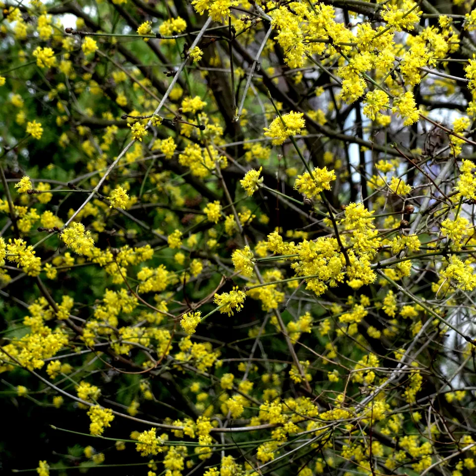 Enzyklopädie der Wildobst- und seltenen Obstarten