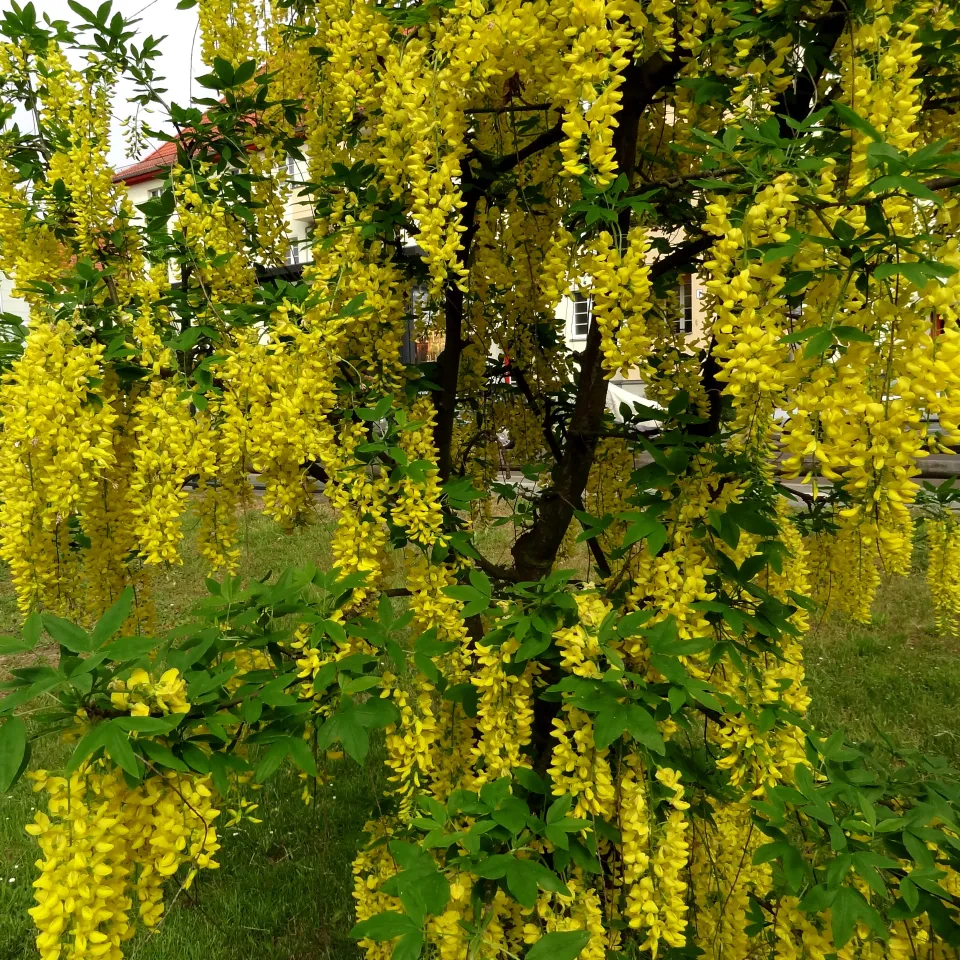 Krankheiten und Schädlinge an Goldregen