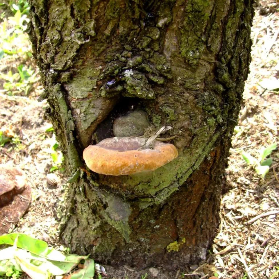 Pflaumen-Feuerschwamm bei Prunus-Arten